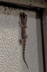 Hemidactylus mabouia