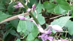 Calanthe sylvatica
