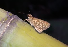 Callimormus interpunctata