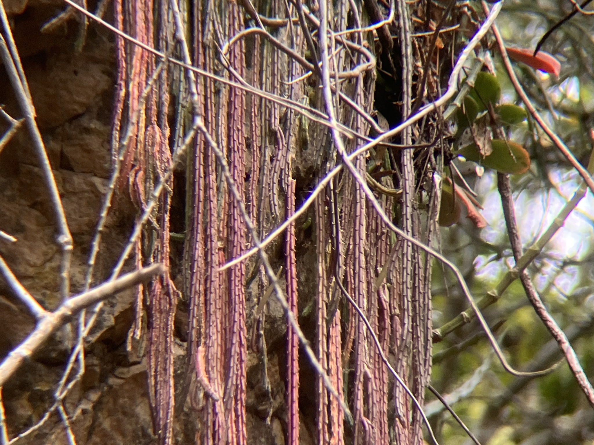 Ceropegia procumbentior