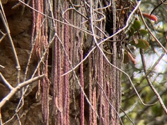 Ceropegia procumbentior