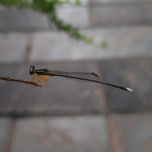 Blue Bush Dart photo 5