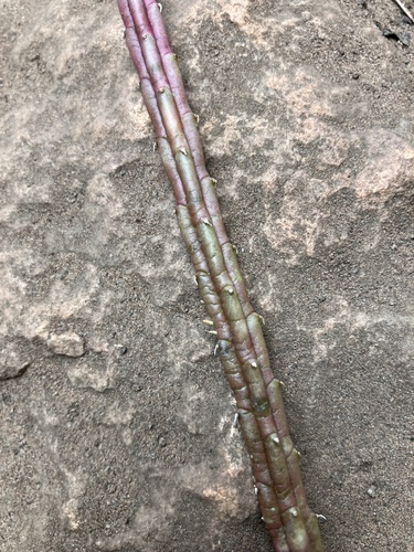 Ceropegia procumbentior