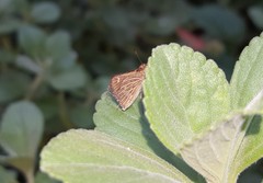 Callimormus interpunctata