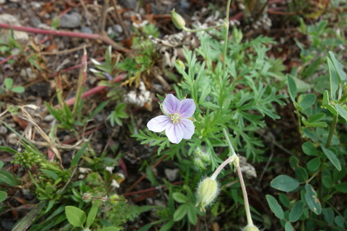 Erodium stephanianum (Erodium stephanianum)