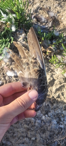 Plume de Combattant varié