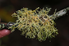 Sphaerophorus venerabilis