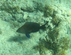 Hypoplectrus nigricans