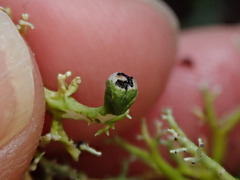 Sphaerophorus venerabilis