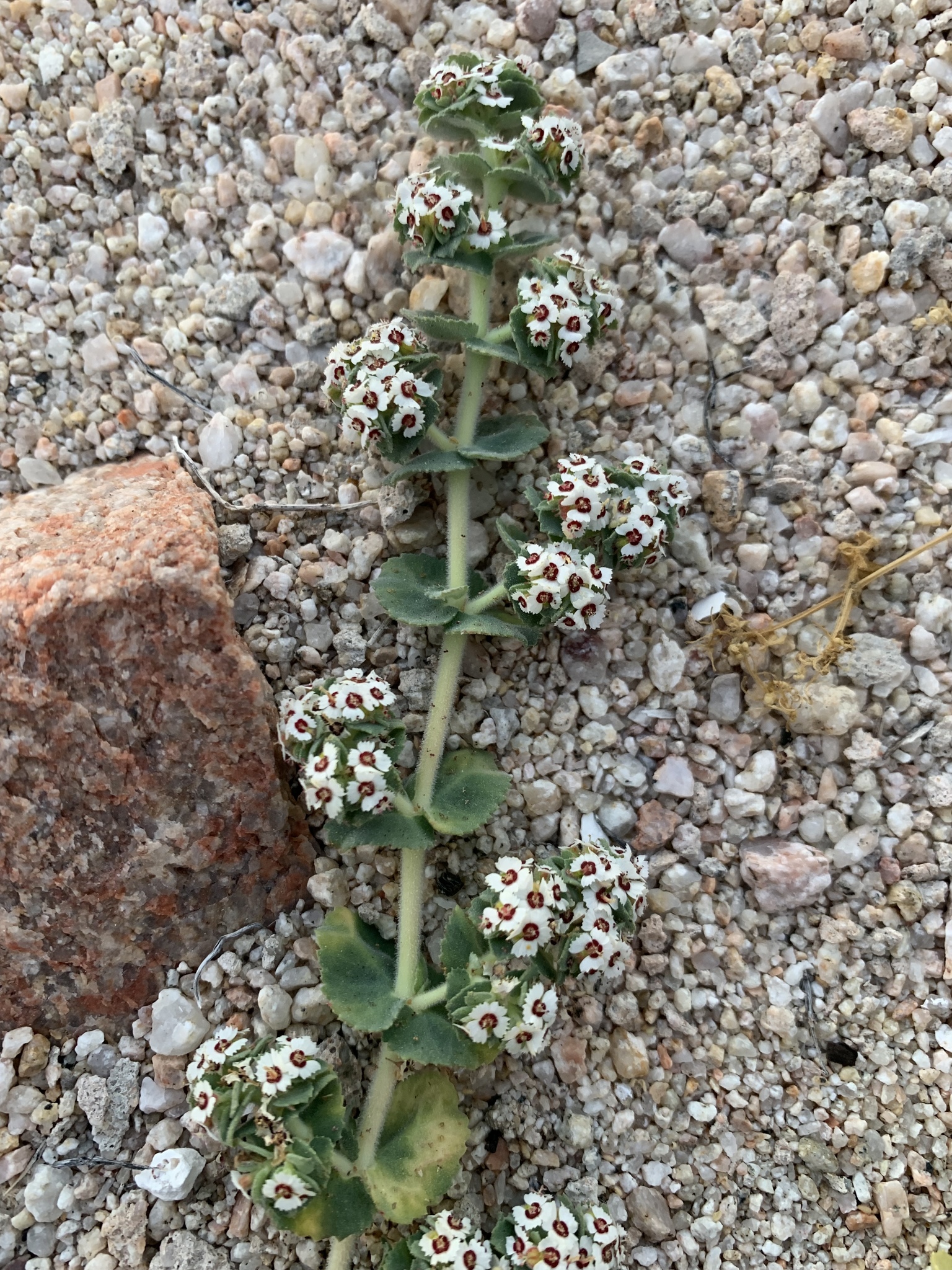 Euphorbia leucophylla ssp. leucophylla