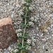 Euphorbia leucophylla leucophylla - Photo (c) Jim Riley, algunos derechos reservados (CC BY-NC), uploaded by Jim Riley