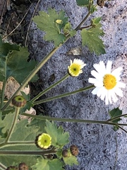 Amauria rotundifolia