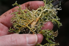 Sphaerophorus venerabilis