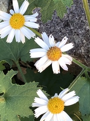 Amauria rotundifolia