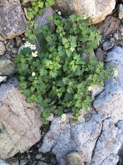 Amauria rotundifolia