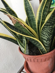 Sansevieria trifasciata