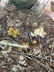 Leotia lubrica image