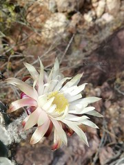 Peniocereus marianus