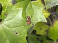 Alpaida gallardoi