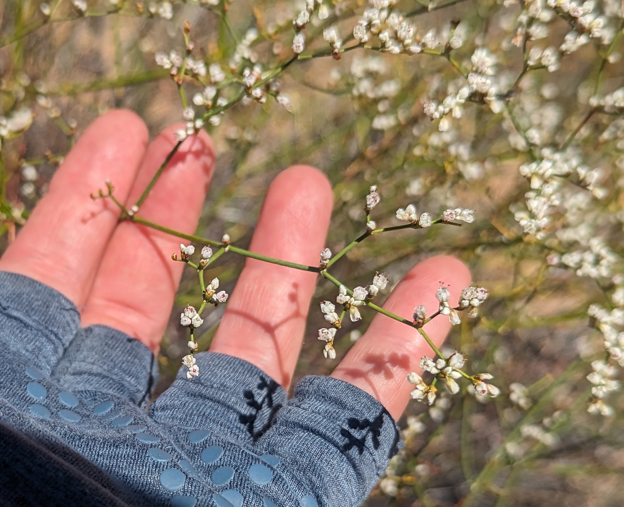 Eriogonum leptocladon var. papiliunculi