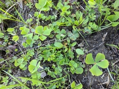 Marsilea macropoda