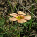 Yelloweye Woodsorrel - Photo (c) Martine Robinson, some rights reserved (CC BY-NC), uploaded by Martine Robinson