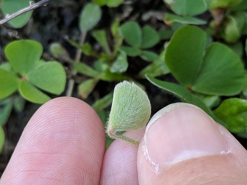 Image of Marsilea macropoda by (c) Alison Northup, some rights reserved (CC BY)