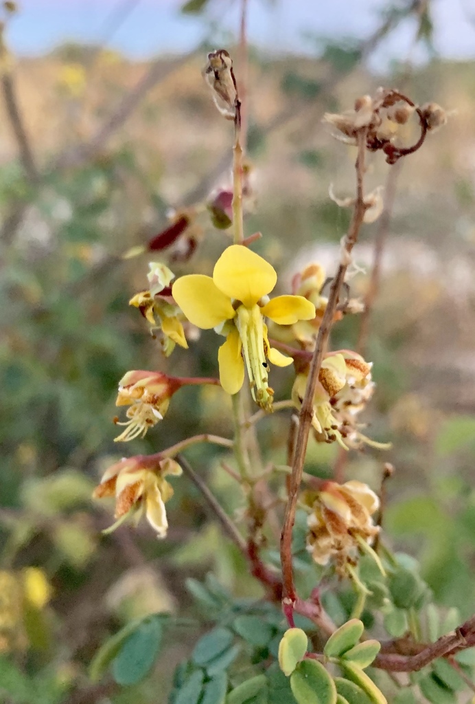 Erythrostemon pannosus