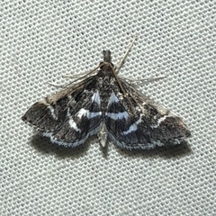 Diasemiodes janassialis