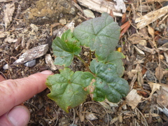 Ribes rubrum