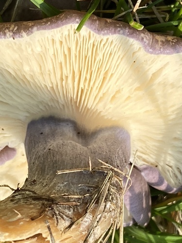 Calocybe ionides — (c) LeeAnn Latremouille, some rights reserved (CC BY)