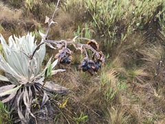 Espeletia grandiflora
