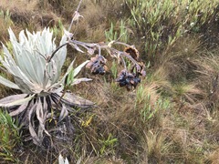 Espeletia grandiflora