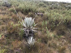 Espeletia grandiflora