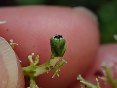 Sphaerophorus venerabilis