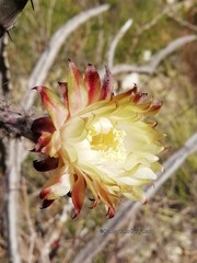 Peniocereus marianus