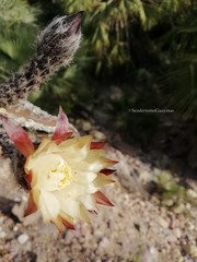 Peniocereus marianus
