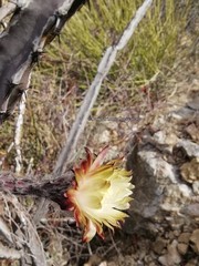 Peniocereus marianus