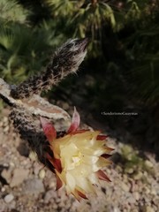 Peniocereus marianus