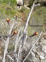 Peniocereus marianus