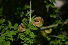 Indigofera circinnata image