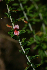 Indigofera circinnata image