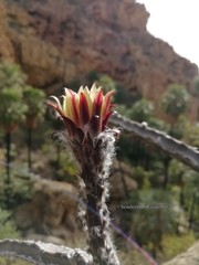 Peniocereus marianus