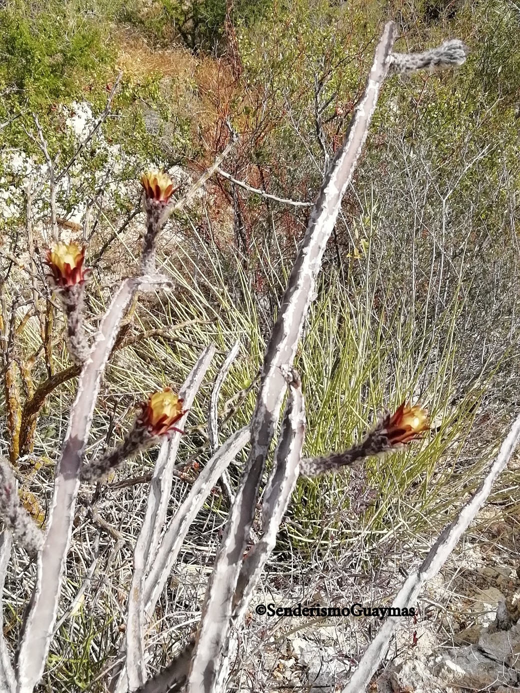 Peniocereus marianus