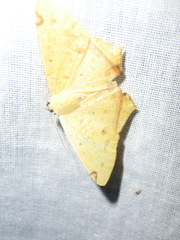 Nepheloleuca complicata