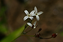 Kohautia cynanchica image