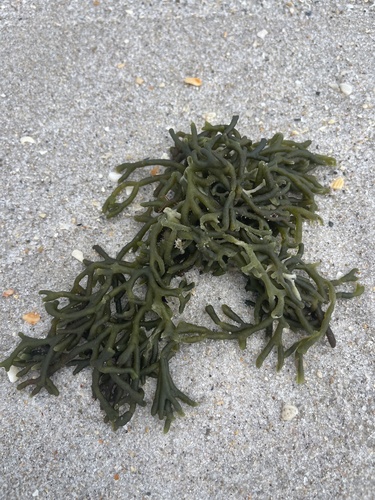 Codium isthmocladum observed 2023-08-31