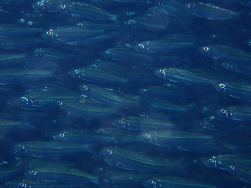 Eendracht land silverside (Atherinomorus endrachtensis) — Atherinidae