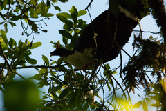 Oreophasis derbianus