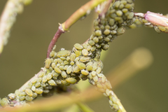 Lipaphis pseudobrassicae